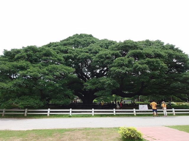 ต้นจามจุรียักษ์ 🌳👹😃🫶🏻😍💗📍🔝
