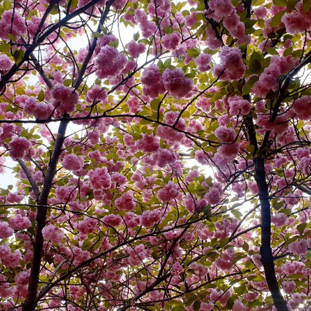 Wansan Park  (full of flower)