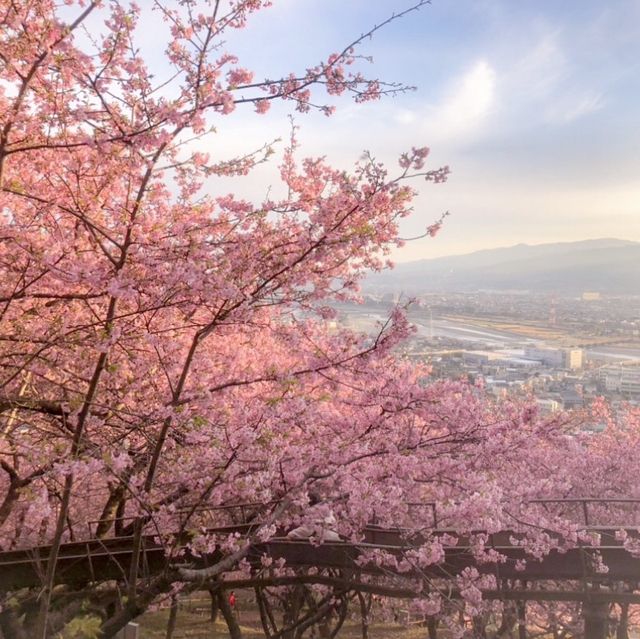 “Matsuda Cherry Blossom Festival” 🌸