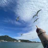 Sea birds 