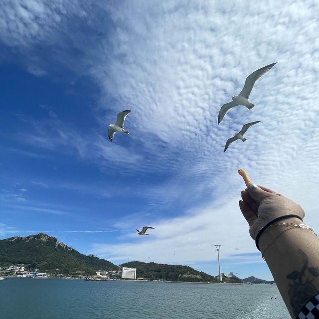 Sea birds 