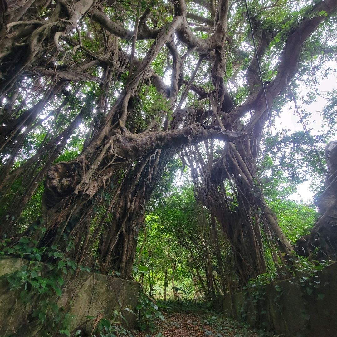 奄美大島】奄美一の巨大ガジュマルの木 | Trip.com 奄美