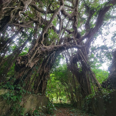 奄美大島】奄美一の巨大ガジュマルの木 | Trip.com 奄美