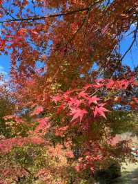 【大分紅葉】今が見ごろ🍁渓石園⛰
