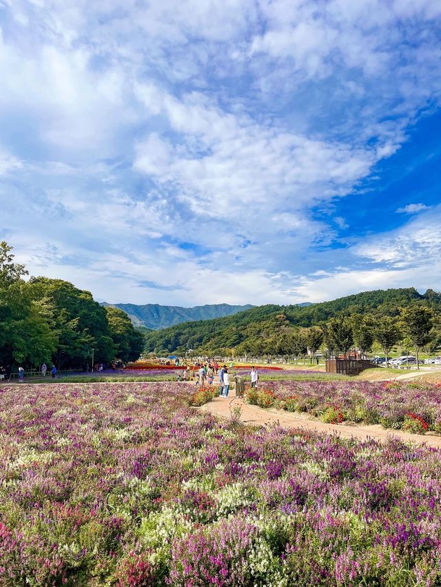 꽃잔치가 열린 상림공원💜