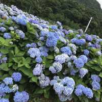 陽明山花季