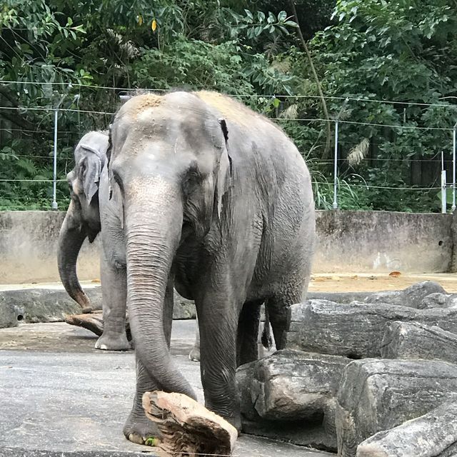 Taipei Zoo trip