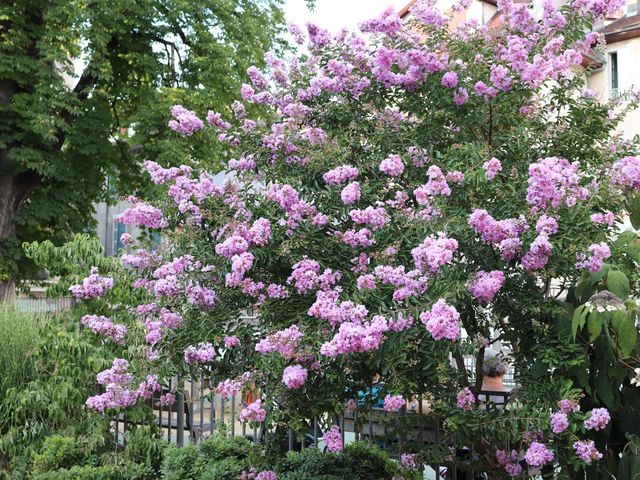 프랑스 안시의 여름꽃들 🌸💜