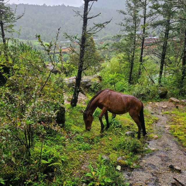 The wonders of Yunnan- Blue Moon Valley