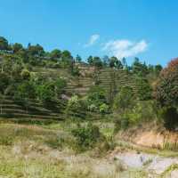 picking tea in the mountains of puer 
