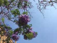 Falling in love with jacarandas, all because of one city: Sydney.