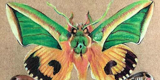 Moth drawings in Prisma on timber | Gallery 1855