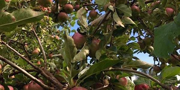 Summer Fruit Tree Pruning with Paul Wiggins | Whitehawk Community Food  Project Manor Hill