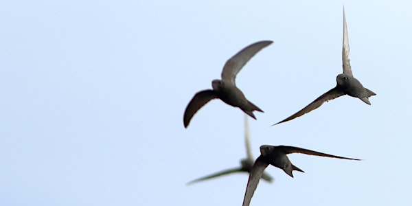 A Concert for Swifts 2025 | Sarum College