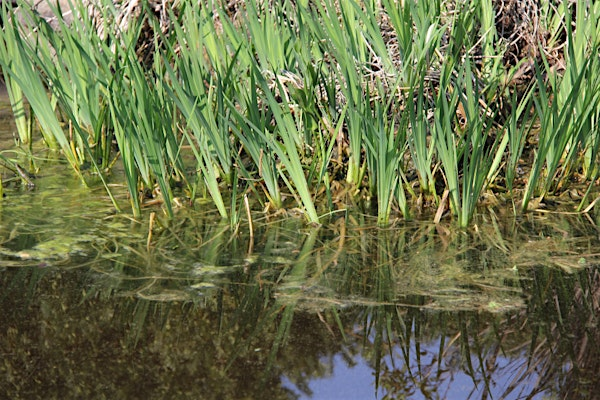 Pond Weed Identification and Spray Demonstration | Sandhills Research Station