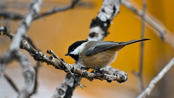 Bird Feeding Myths, Methods, and Magic! | The North Carolina Arboretum