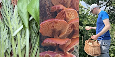 Full-Day Foraging Course, Sheffield | Fox Hagg Nature Reserve
