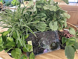 Houseplant Propagation Workshop | Urban Earth