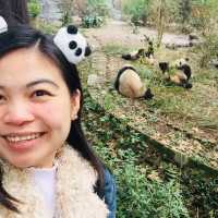 CUDDLY GIANT PANDAS 