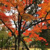 絶景紅葉と日本の歴史を感じる旅！奈良公園と若草山