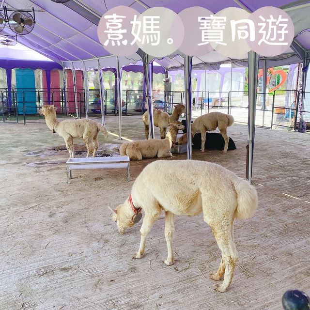熹媽熹寶推介❤️ 打卡打到手軟-位於大埔ge 蝶豆花園有機農莊🤩