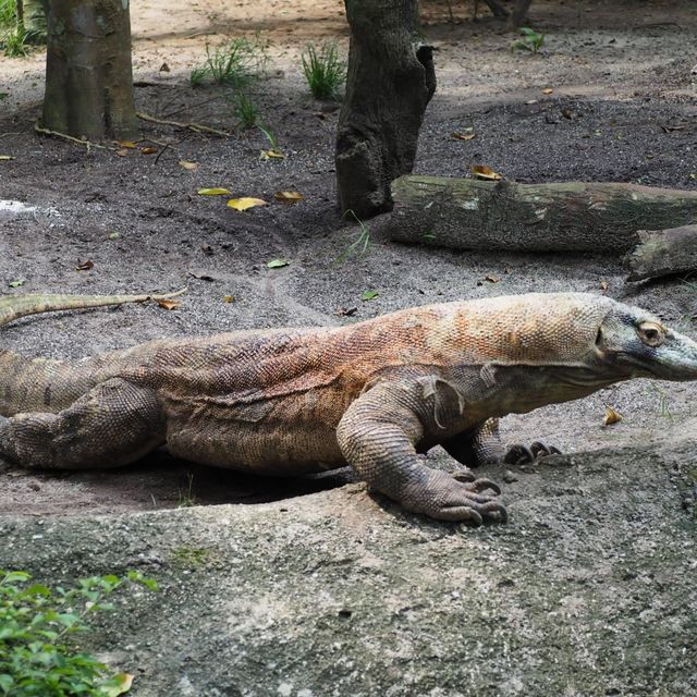 新加坡🇸🇬動物園😌親子好去處