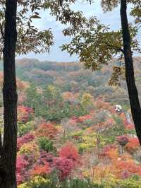 가을 단풍 맛집 :: 화담숲🍂🤍