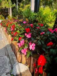 🌸城門谷公園賞櫻攻略🌸