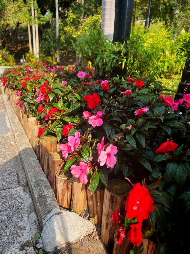 🌸城門谷公園賞櫻攻略🌸