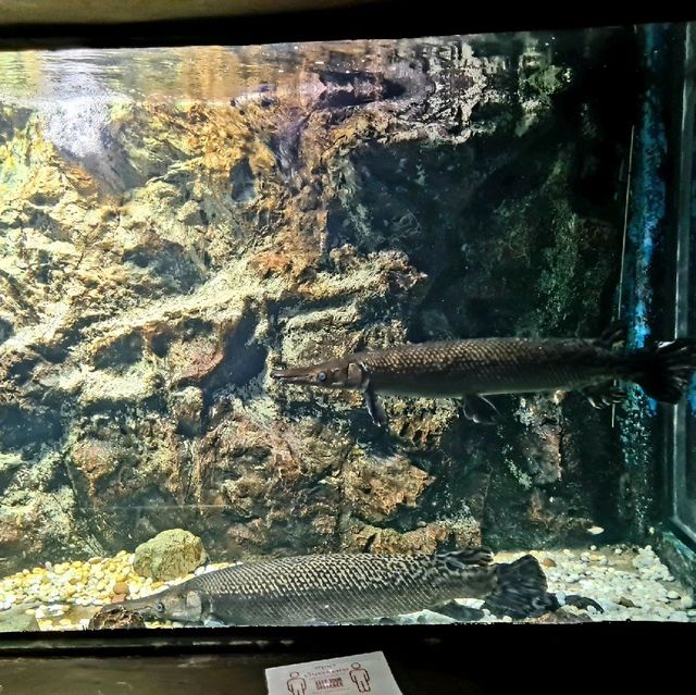 Phuket aquarium