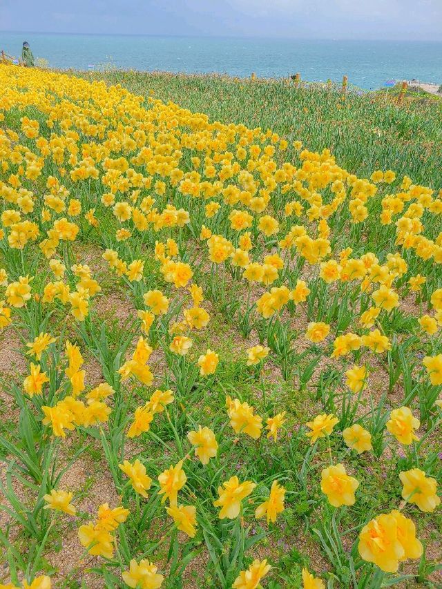 부산 유채꽃 명소, 오륙도 해맞이공원