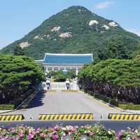 벚꽃길 산책은 청와대 앞길로 🌸