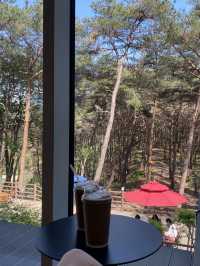 강원도 양양 하조대 근처 솔밭뷰 북카페, 솔밭길 산책은 어때요 🌲