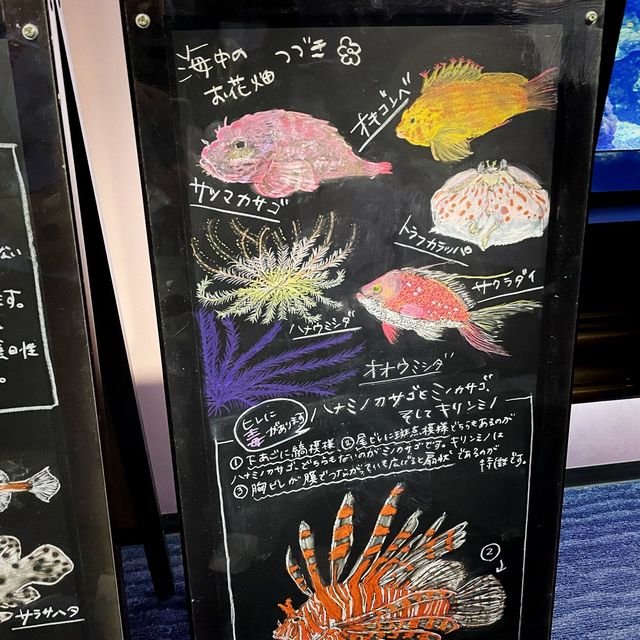 大きすぎず、まわりやすい！ゆっくりできる綺麗な水族館