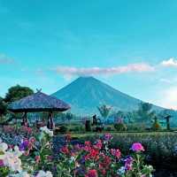 Dine with the gods at Mt. Mayon