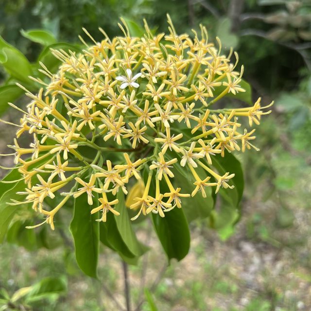 Changi Bay Park Connector Hike 