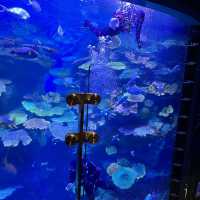 近距離欣賞海底世界的水族館！
