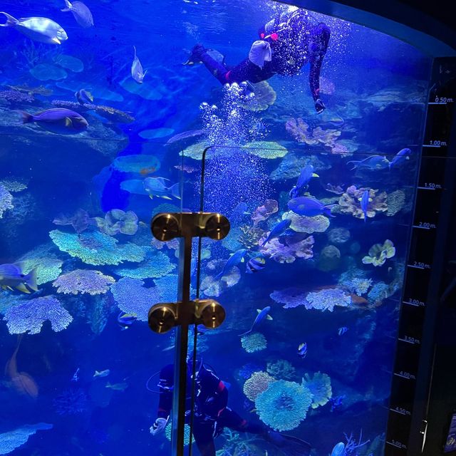 近距離欣賞海底世界的水族館！