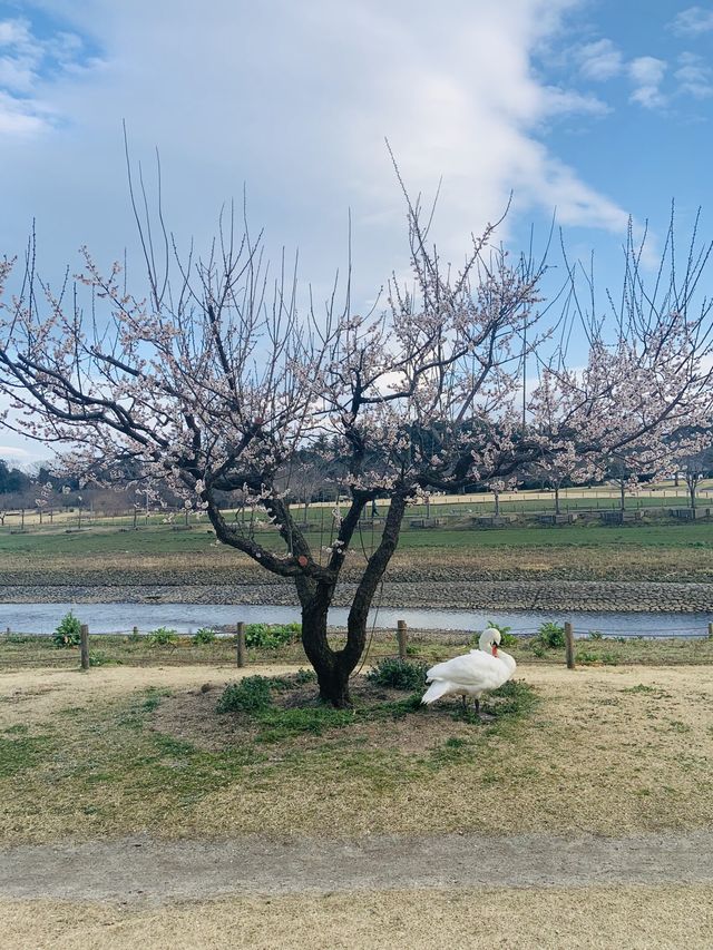 Cherry Blossom in Japan