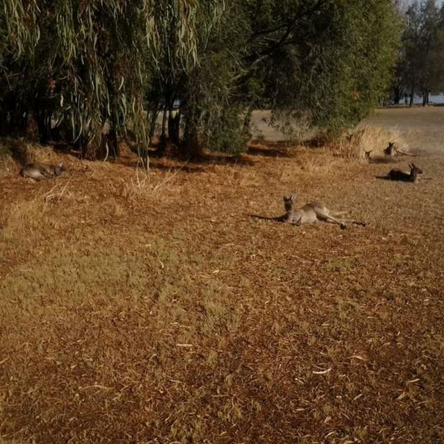 Spot Kangaroos in the Pokémon island