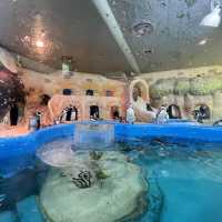🇰🇷 COEX Aquarium Penguin Island