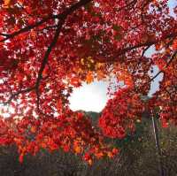 熱海梅園看最美紅葉