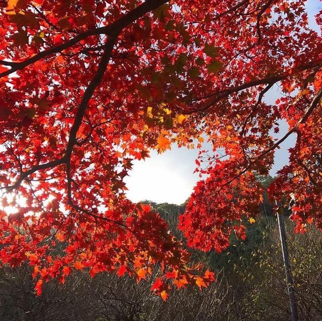 熱海梅園看最美紅葉