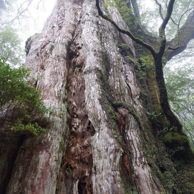 屋久島の名山　黒味岳