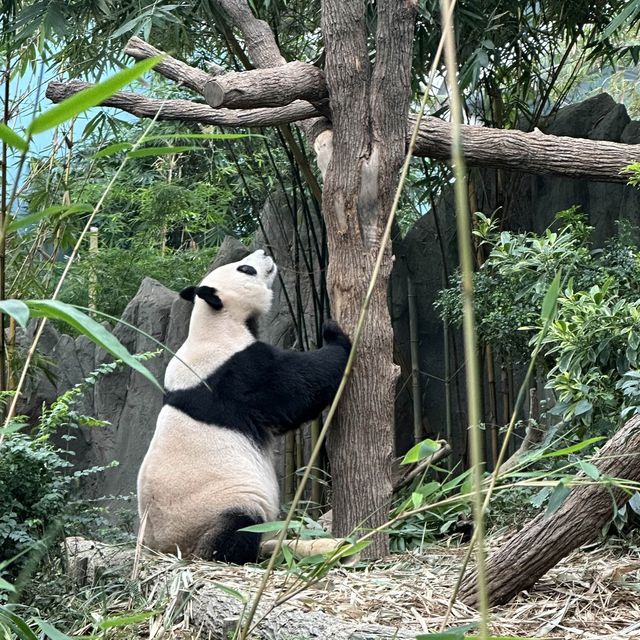 Standing monkeys & cute Pandas! 