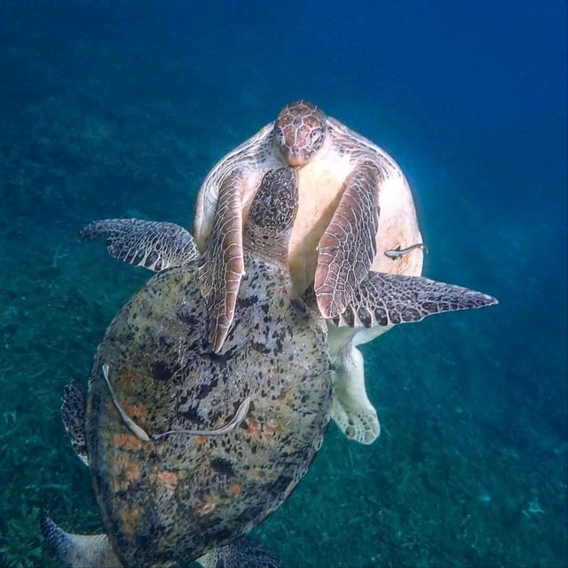 Koh Tao Snorkling Tour