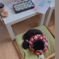 喵🐱cafe 之初體驗☕️