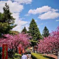 自1970年開既～群馬縣伊香保グリーン牧場