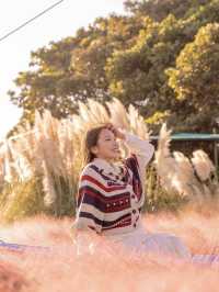 서귀포의 이국적인 핑크뮬리 명소 💓