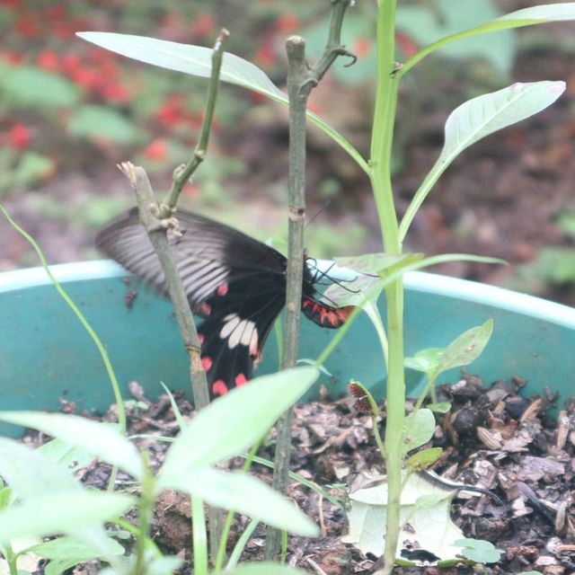 taman kupu-kupu Gita persada